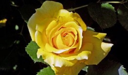 吃瓜人的吃瓜感悟句子,品味人间百态，洞察世间万象