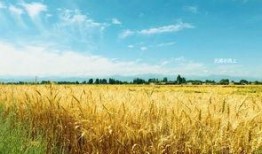 额尔古纳吃瓜,探寻北疆夏日美食之旅