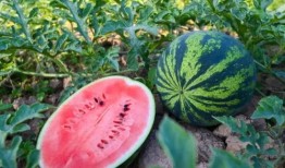 吃瓜吧的瓜有哪些,娱乐圈幕后故事大曝光