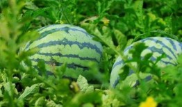 吃瓜吧的瓜怎么吃,解锁“吃瓜吧”瓜果的甜蜜滋味