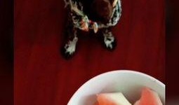 溜达哥吃瓜,揭秘娱乐圈幕后故事