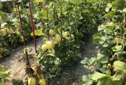 美好的周末吃瓜,品味美好，共享瓜趣