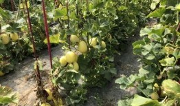 美好的周末吃瓜,品味美好，共享瓜趣