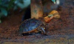 喂乌龟吃瓜,乌龟的瓜果盛宴