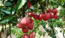 荔枝园吃瓜,一场甜蜜与清凉的邂逅