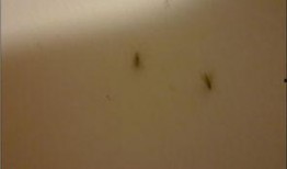 吃瓜引来小飞虫,揭秘小飞虫的神秘诱惑