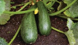 药吃瓜了,揭秘“根据药吃瓜了”的养生智慧