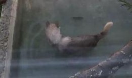 狼狼喵吃瓜,揭秘娱乐圈那些不为人知的幕后故事