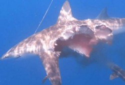 鲨鱼吃瓜短剧,一场爆笑的海洋奇遇记