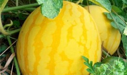 全民吃瓜上市了吗