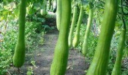 农村365吃瓜,瓜果飘香，共享田园生活