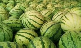 吃籽瓜的视频,一探吃籽瓜的趣味之旅