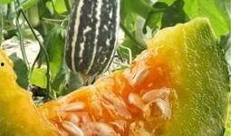 美好的周末吃瓜,品味美好，共享瓜趣