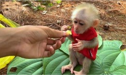 少儿扮演猴吃瓜,少儿演绎猴王吃瓜欢乐时光