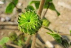 吃瓜篓子 口舌发麻,揭秘背后真相