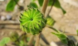 吃瓜篓子 口舌发麻,揭秘背后真相