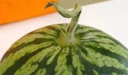 吃的绿瓜,探寻清新口感与营养价值的完美融合