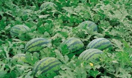 藤萝青衫吃瓜亭,揭秘古代文人雅士的闲情逸致