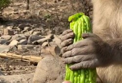 隐身猴子吃瓜,隐身猴子的神秘瓜界冒险