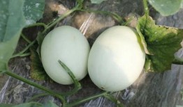 吃玉瓜升压吗,玉瓜食用对血压影响解析