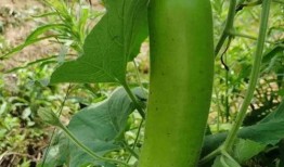 梦到摘瓠子瓜吃,揭秘摘瓠子瓜吃的神秘寓意