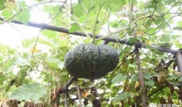 开栅吃瓜,夏日里的悠闲时光