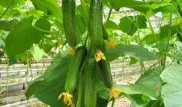 摘个刺瓜吃,摘个刺瓜，尽享清凉美味