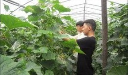 信阳农林吃瓜曝光,校园风波背后的真相揭晓