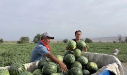 额尔古纳吃瓜,探寻北疆夏日美食之旅