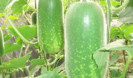 巴盟吃瓜视频大全,揭秘当地特色美食与趣味生活瞬间