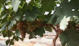 吃瓜邹城,探寻美食背后的故事与文化