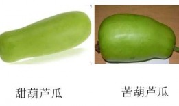 贫血可以吃葫芦瓜嘛,贫血患者的天然补益佳品