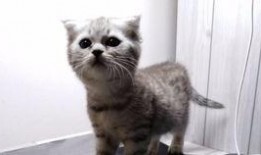 吃瓜喵的日常,揭秘娱乐圈那些事儿