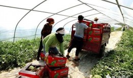 临夏最近吃瓜事件