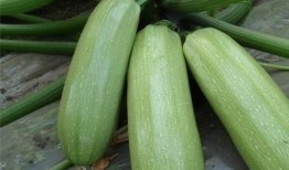 吃瓜表达什么好处,揭秘吃瓜带来的多重益处