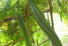 天气不错安静吃瓜,静享瓜趣时光