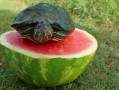 喂乌龟吃瓜,乌龟的瓜果盛宴