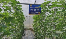 西安人吃小瓜还是大瓜,小瓜与大瓜的味蕾对决