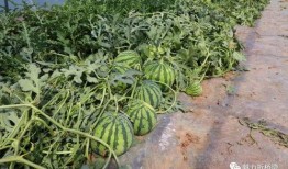 临夏最近吃瓜事件