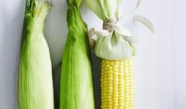 苞米公主吃瓜记,苞米公主的甜蜜瓜界冒险记