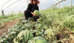 山东广饶吃瓜,瓜果飘香，品味田园生活