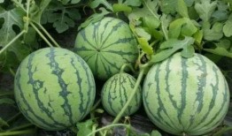 天台张保长吃瓜,揭秘天台民间趣事