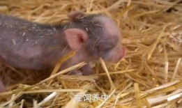 拉肚子吃猪瓜,传统食疗新体验