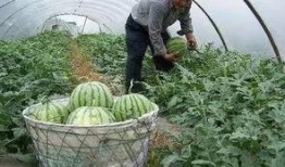 上海山瓜怎么吃,解锁夏日清新美味