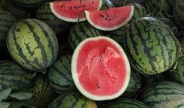 一瓜两吃2019,年度美食盛宴回顾