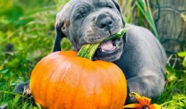 吃瓜忘记喂狗,忘记喂狗泪两行