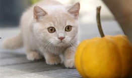 兰瓜猫可以吃吗,宠物猫能否享用美味兰瓜？