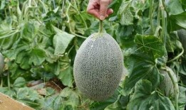 什么瓜可以送人吃,传递健康美味祝福