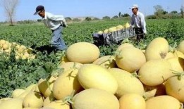 吃哈密瓜口干,却引发口干之谜