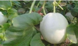 吃白兰瓜亲子英语,与孩子一起探索白兰瓜的乐趣